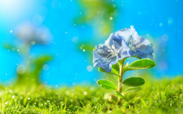 Картинка цветы искры трава петунья цветок