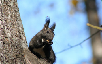 Картинка животные белки прозрачное небо ствол дерево лакомство взгляд