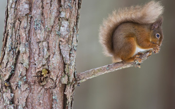 Картинка животные белки сук ствол дерево белка
