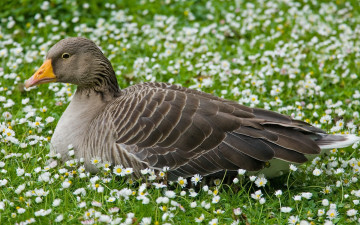 Картинка животные гуси ромашки луг отдых серый гусь