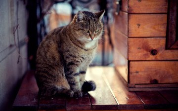 Картинка животные коты снег сидит доски кошка взгляд кот зима