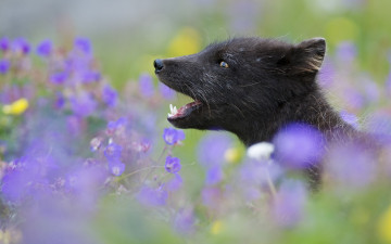 Картинка животные песцы природный заповедник хорнстрандир естественный луг цветы трава взгляд открытая пасть шея голова