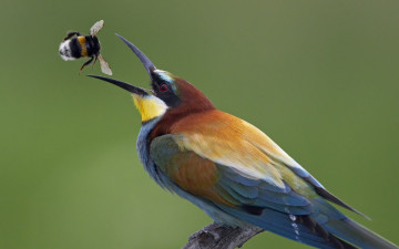 Картинка животные щурки+ пчелоеды фон добыча клюв птица насекомое золотистая щурка еда