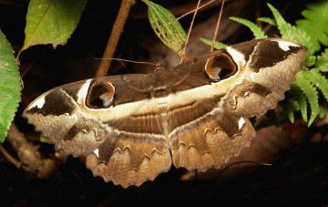 Картинка животные бабочки +мотыльки +моли itchydogimages макро бабочка крылья усики узор