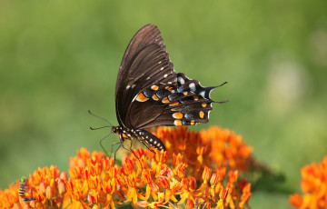 Картинка животные бабочки +мотыльки +моли бабочка
