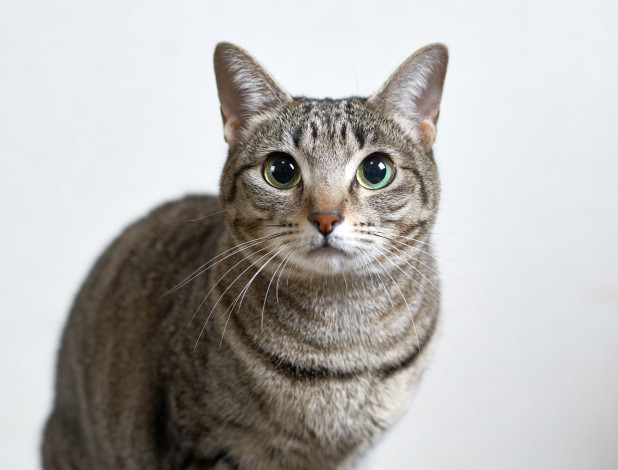 Обои картинки фото животные, коты, кошка, коте, взгляд, кот, киса