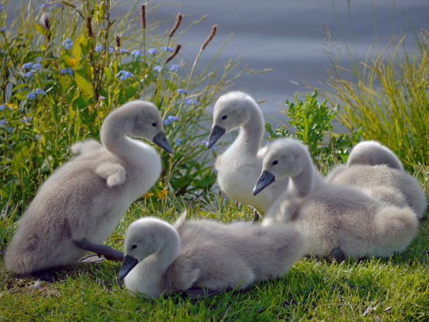 Обои картинки фото животные, лебеди, птенцы, птицы
