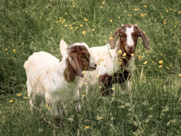 Обои картинки фото животные, овцы,  бараны, ягнята