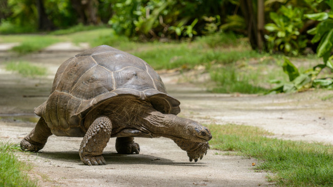 Обои картинки фото животные, Черепахи, черепаха