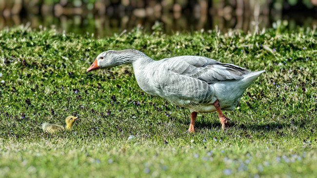 Обои картинки фото животные, гуси, птенец, гусыня