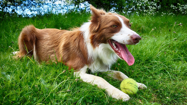 Обои картинки фото животные, собаки, пес