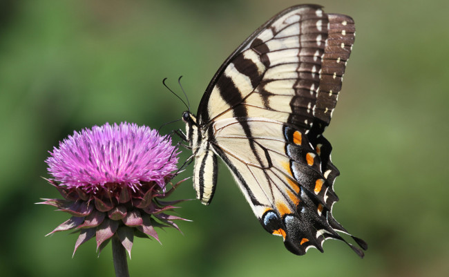 Обои картинки фото животные, бабочки,  мотыльки,  моли, бабочка