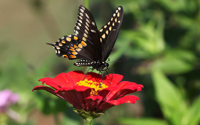 Обои картинки фото животные, бабочки,  мотыльки,  моли, бабочка