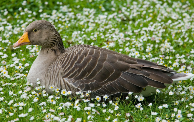 Обои картинки фото животные, гуси, ромашки, луг, отдых, серый, гусь