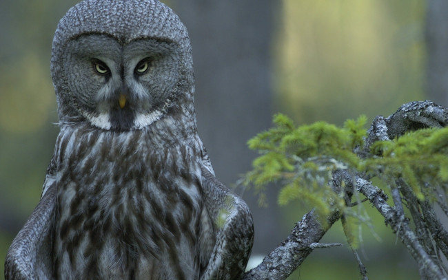 Обои картинки фото животные, совы, ветка, лес, бородатая, неясыть, взгляд, исподлобья, strix, nebulosa