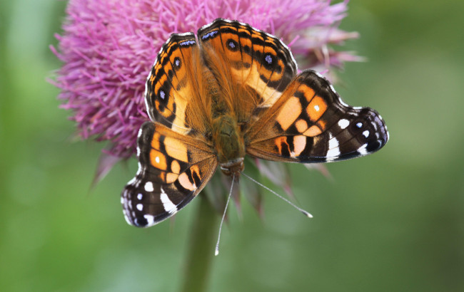 Обои картинки фото животные, бабочки,  мотыльки,  моли, бабочка