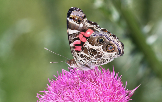 Обои картинки фото животные, бабочки,  мотыльки,  моли, бабочка