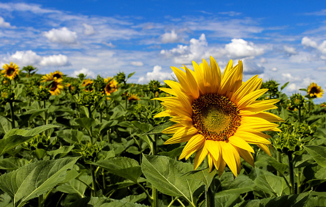 Обои картинки фото цветы, подсолнухи, поле, подсолнух