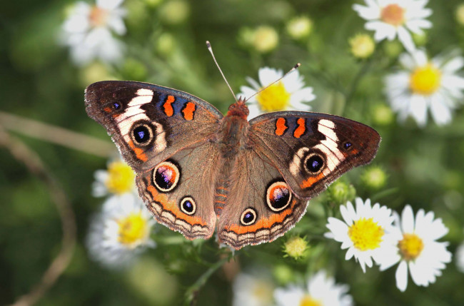 Обои картинки фото животные, бабочки,  мотыльки,  моли, бабочка