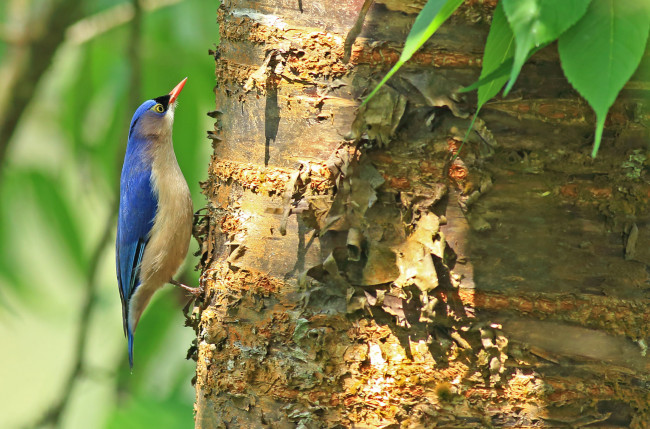 Обои картинки фото животные, поползни, листья, птица, кора, ствол, дерево