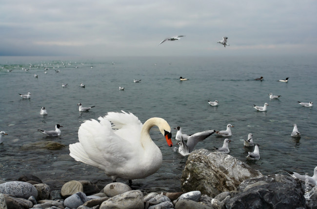 Обои картинки фото животные, разные вместе, чайки, лебедь