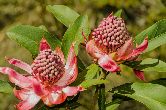 Обои картинки фото цветы, тропики, необычные