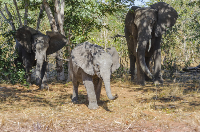 Обои картинки фото животные, слоны, деревья, слонёнок