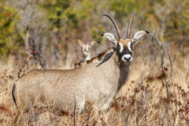 Обои картинки фото животные, антилопы, антилопа, рога, взгляд