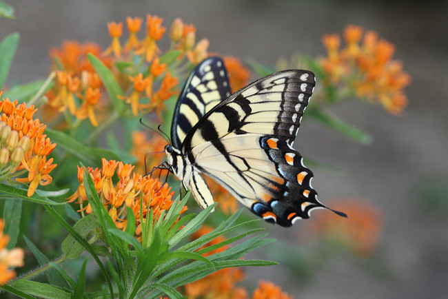 Обои картинки фото животные, бабочки,  мотыльки,  моли, бабочка