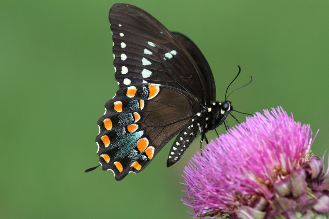 Обои картинки фото животные, бабочки,  мотыльки,  моли, бабочка