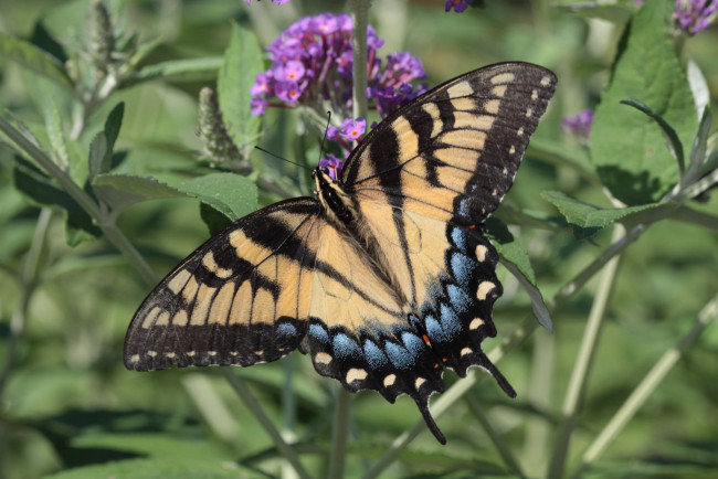 Обои картинки фото животные, бабочки,  мотыльки,  моли, бабочка