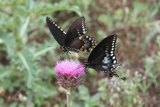 Обои картинки фото животные, бабочки,  мотыльки,  моли, бабочка