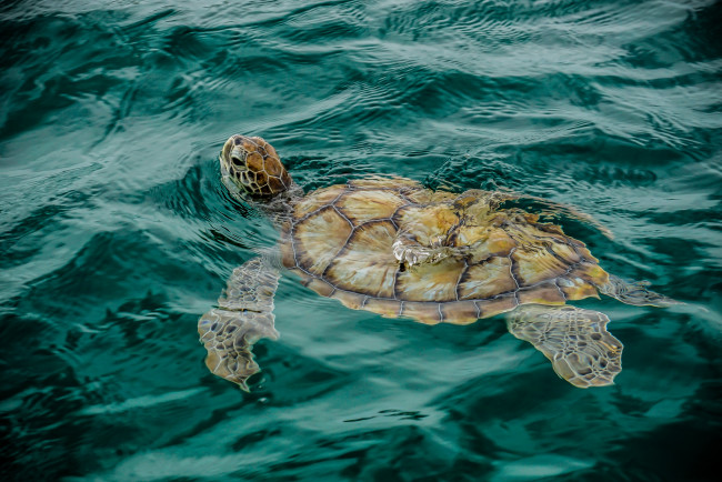 Обои картинки фото животные, Черепахи, черепаха, океан