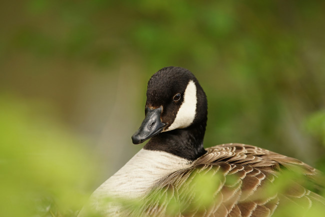 Обои картинки фото животные, гуси, гусь, луг