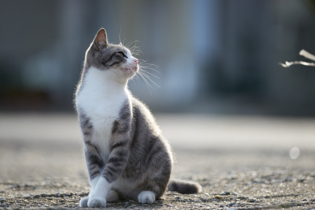 Обои картинки фото животные, коты, кошка, кот, коте, киса