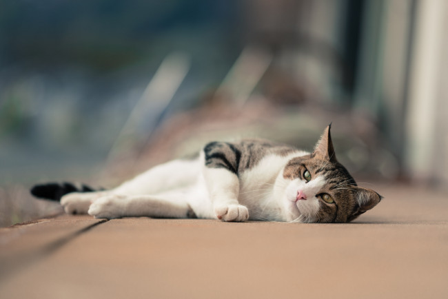 Обои картинки фото животные, коты, коте, кошка, кот, киса, взгляд