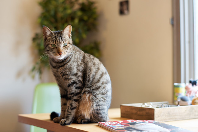 Обои картинки фото животные, коты, коте, взгляд, киса, кошка, кот