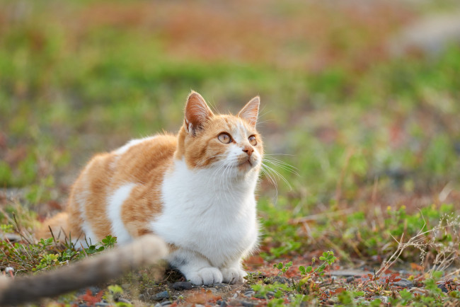 Обои картинки фото животные, коты, взгляд, кошка, кот, киса, коте