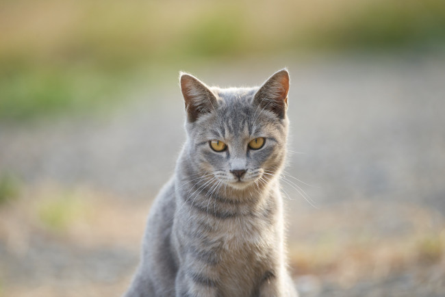 Обои картинки фото животные, коты, взгляд, кошка, коте, кот, киса