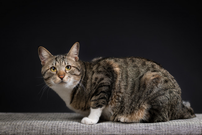 Обои картинки фото животные, коты, взгляд, коте, кошка, киса, кот