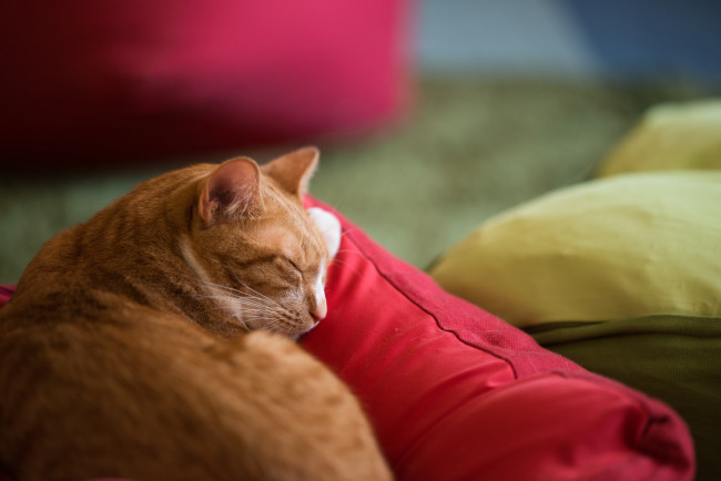 Обои картинки фото животные, коты, взгляд, коте, кот, кошка, киса, рыжий