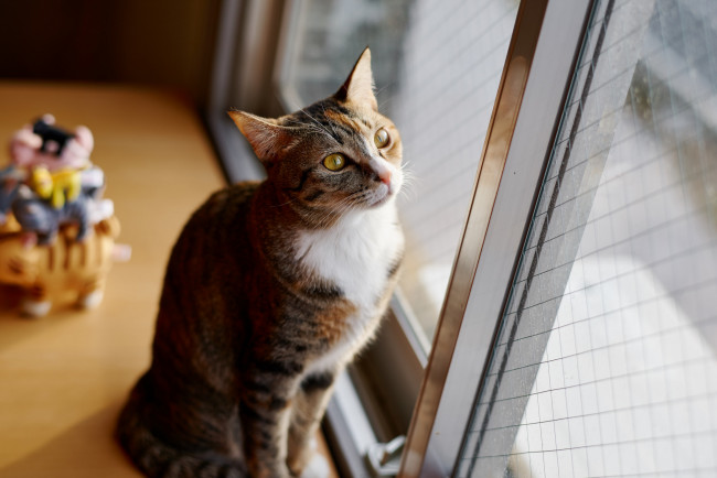 Обои картинки фото животные, коты, взгляд, коте, кот, кошка, киса