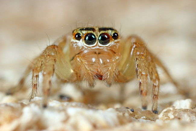 Обои картинки фото животные, пауки, лапки, глазки, фон, джампер, паук, макро