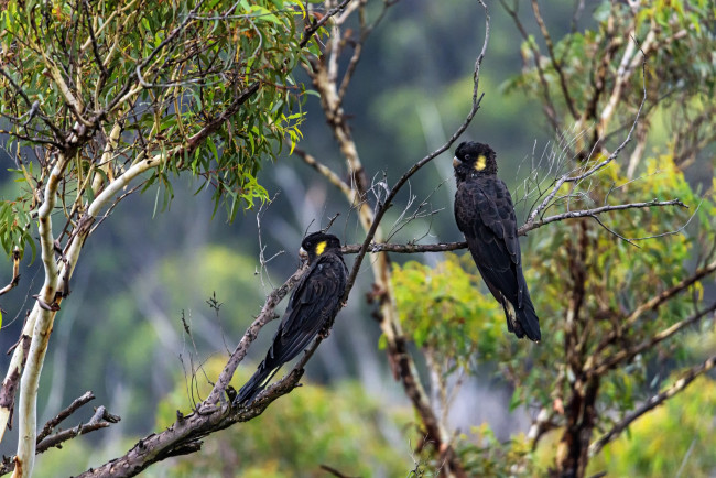 Обои картинки фото животные, попугаи, дерево, ветки, листья, птицы