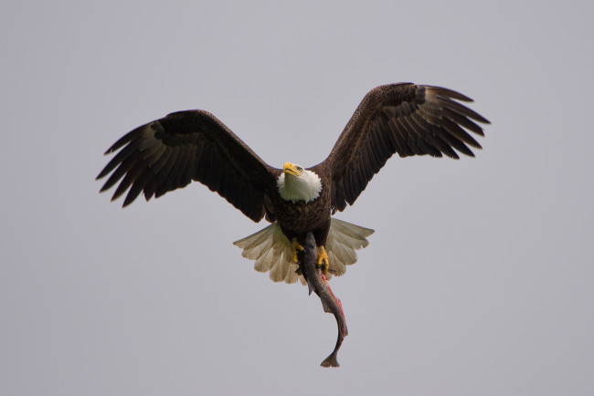 Обои картинки фото животные, птицы - хищники, белоголовый, орлан