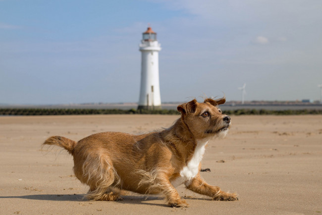 Обои картинки фото животные, собаки, пес