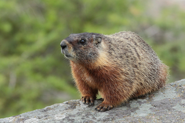 Обои картинки фото животные, суслики,  сурки, сурок