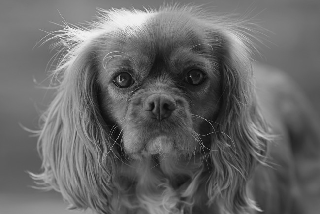 Обои картинки фото животные, собаки, собака, взгляд, чёрно, белое