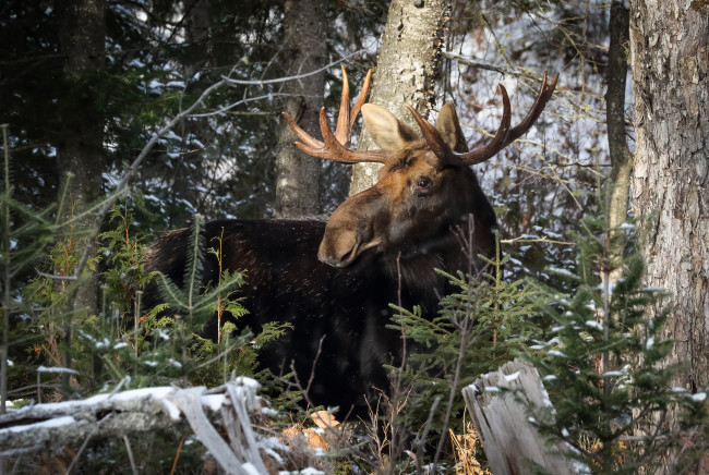Обои картинки фото животные, лоси, сохатый