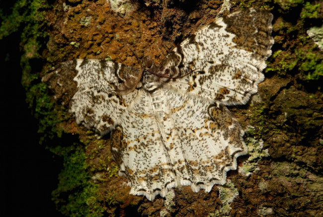 Обои картинки фото животные, бабочки,  мотыльки,  моли, itchydogimages, макро, моль, мотылёк, маскировка